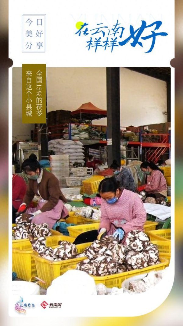 天猫配资端 全国15%的茯苓，来自这个小县城！丨在云南样样好