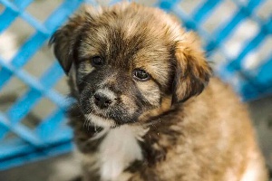 闪牛 救助流浪“毛孩子”？先get狂犬病防护小技巧！