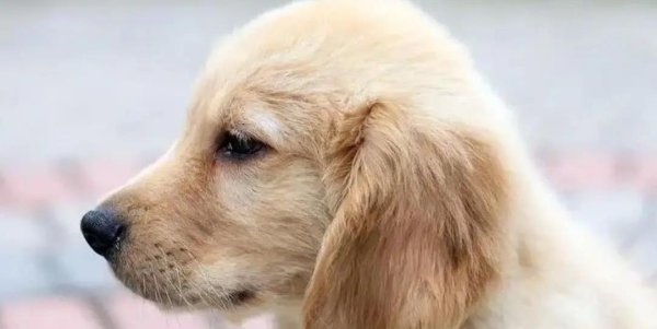 深圳配资 遛狗30分钟身体棒，疫苗不打后悔迟，你家狗狗健康吗？